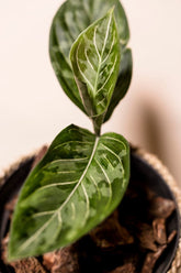 Aglaonema rotundum x pictum